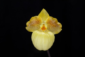 Paphiopedilum Fumi's Delight SVO Canary Gold AM/AOS 85 pts.